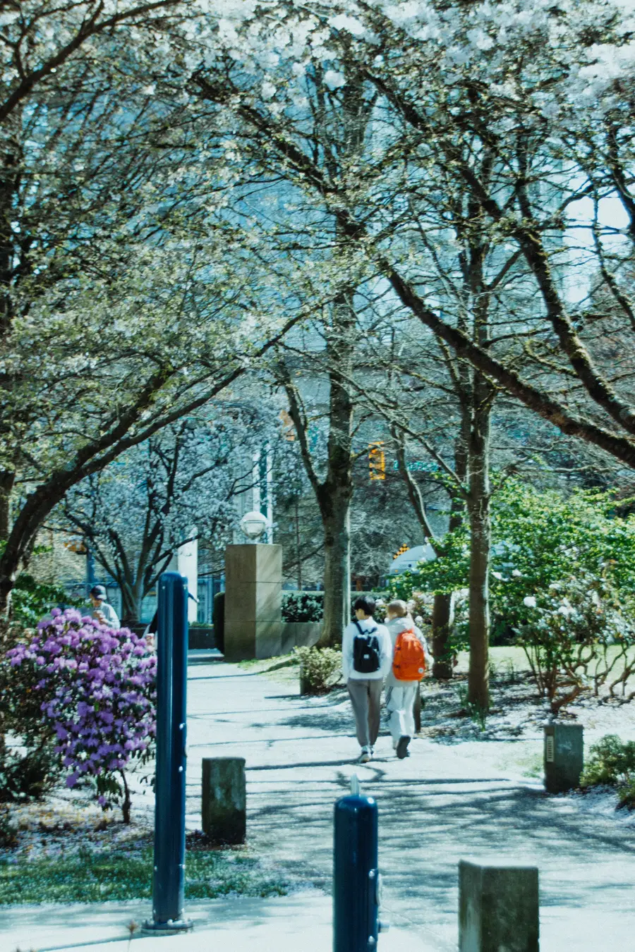 Two people walking under blooming trees along a bright city path.