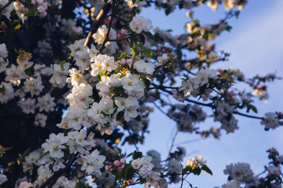 White blossoms clustered on branches against an open blue sky.