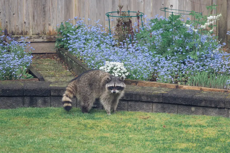 A raccoon standing on a lawn beside a flower bed in a backyard garden.