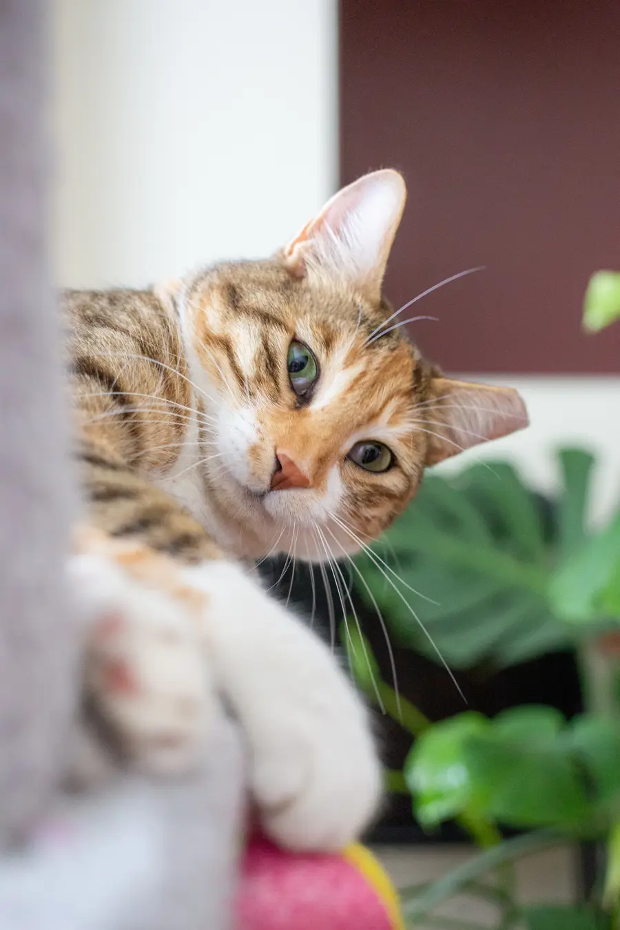 A tabby cat peeking around furniture with one paw visible in the foreground.